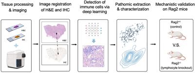 Computational staining of CD3/CD20 positive lymphocytes in human tissues with experimental confirmation in a genetically engineered mouse model